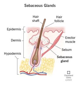 Sebaceous Glands graphic